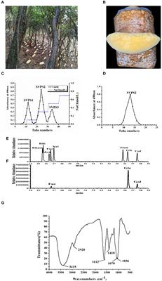 Characterization, immunostimulatory and antitumor activities of a β-galactoglucofurannan from cultivated Sanghuangporus vaninii under forest